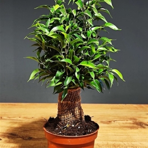 Ficus Bonsai (Bodur Model)