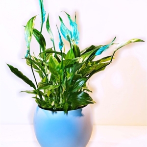 Seramik Saksılı Mavi Renk Spatafilyum (50 cm.)